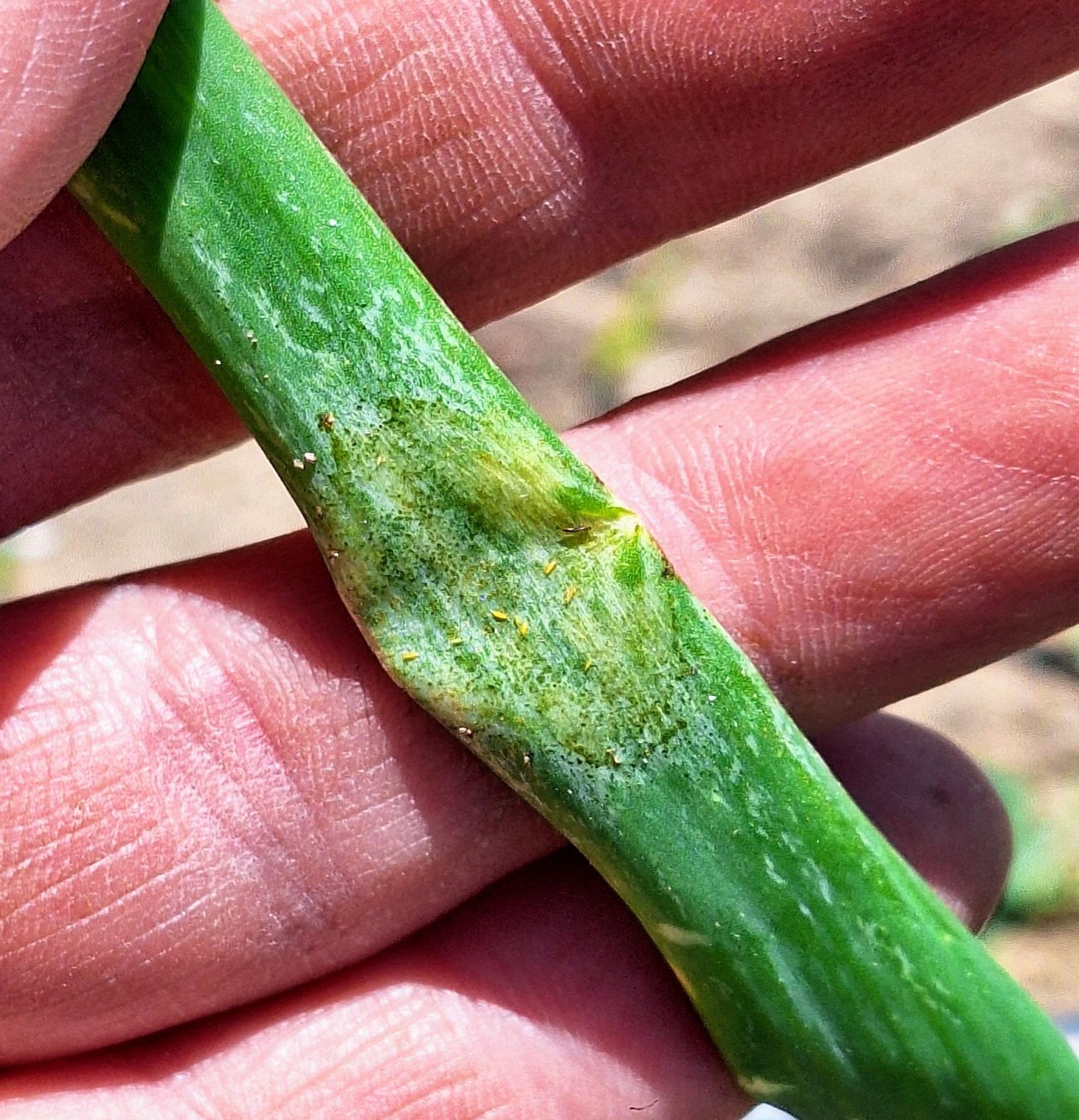 Closeup of onion thrips in the crease of plant stem.